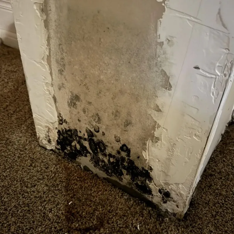 Professional Mold Removal in La Mirada, CA